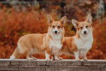 Deux Welsh Corgi Cardigan marchent sur un muret
