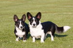 Photo Welsh Corgi Cardigan