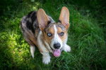 Photo Welsh Corgi Cardigan