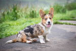 Photo Welsh Corgi Cardigan