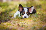 Photo Welsh Corgi Cardigan
