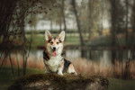 Photo Welsh Corgi Cardigan