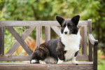 Photo Welsh Corgi Cardigan