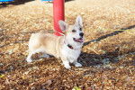 Photo Welsh Corgi Cardigan