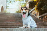 Photo Welsh Corgi Cardigan