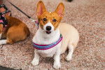 Photo Welsh Corgi Cardigan