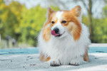 Photo Welsh Corgi Cardigan