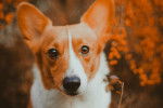 Photo Welsh Corgi Cardigan