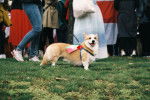 Photo Welsh Corgi Cardigan