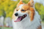 Photo Welsh Corgi Cardigan