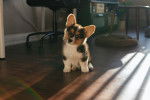 Photo Welsh Corgi Cardigan