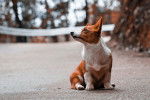 Photo Welsh Corgi Cardigan