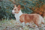 Photo Welsh Corgi Cardigan
