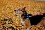 Photo Welsh Corgi Cardigan