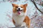 Photo Welsh Corgi Cardigan
