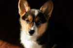 Photo Welsh Corgi Cardigan