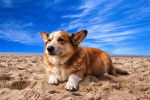 Photo Welsh Corgi Cardigan