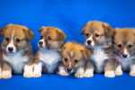 Photo Welsh Corgi Cardigan