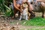 Photo Welsh Corgi Cardigan