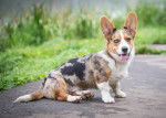 Photo Welsh Corgi Cardigan