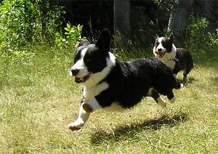 Welsh corgi cardigan - Clint Easwood des Ptimour - Welsh Corgi Cardigan