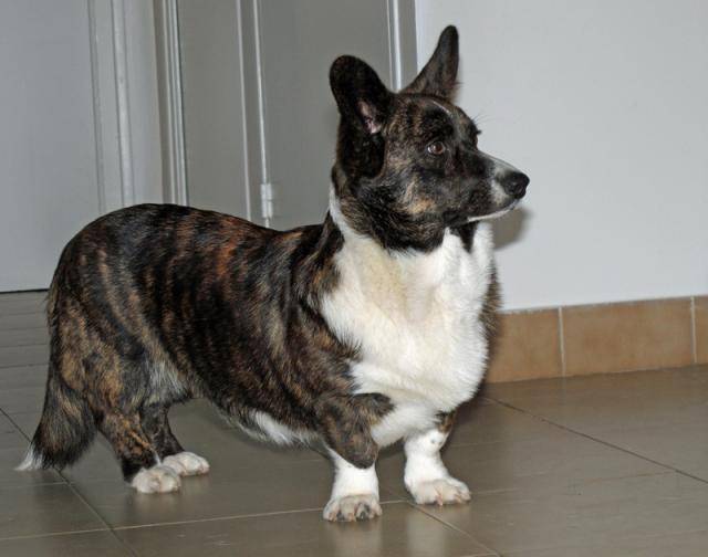 Welsh Corgi Cardigan - Welsh Corgi Cardigan
