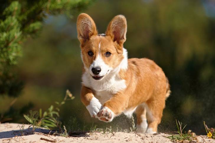 Photo Welsh Corgi Cardigan