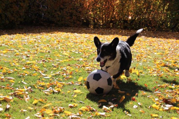 Photo Welsh Corgi Cardigan