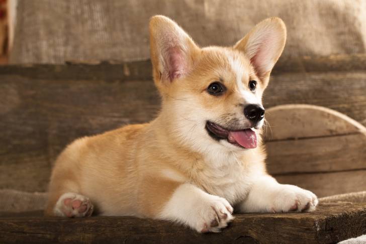 Photo Welsh Corgi Cardigan