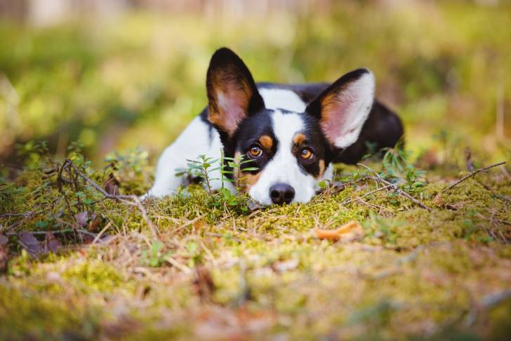 Photo Welsh Corgi Cardigan