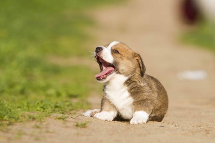 Photo Welsh Corgi Cardigan