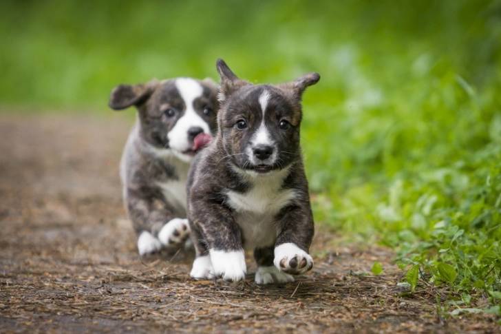 Photo Welsh Corgi Cardigan