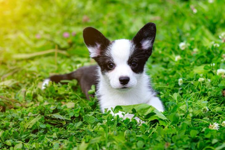 Photo Welsh Corgi Cardigan