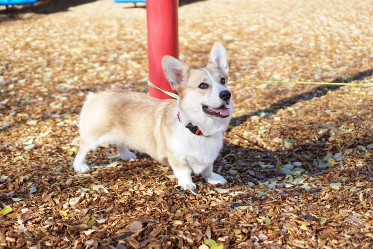 Photo Welsh Corgi Cardigan