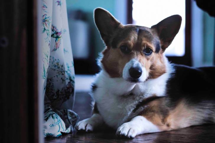Photo Welsh Corgi Cardigan