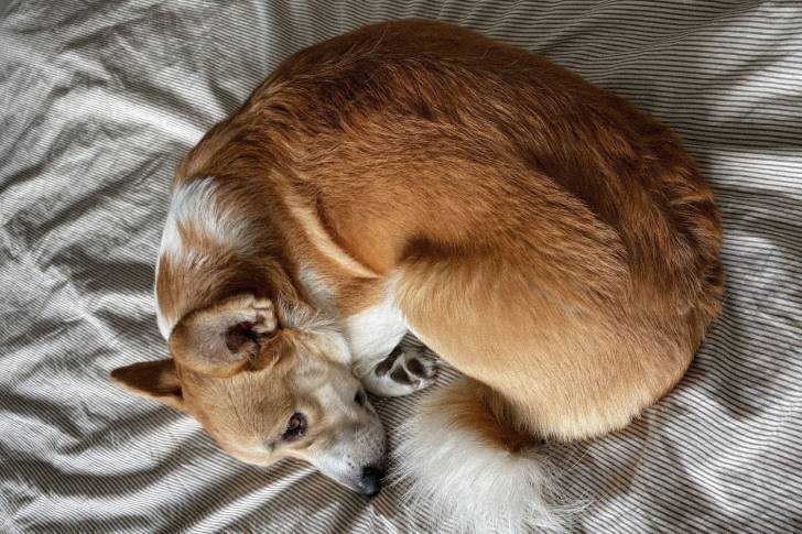 Photo Welsh Corgi Cardigan