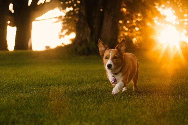 Photo Welsh Corgi Cardigan