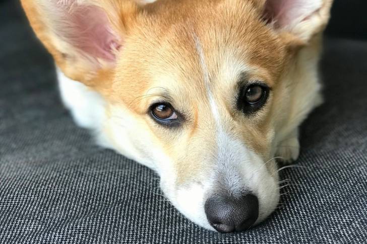 Photo Welsh Corgi Cardigan