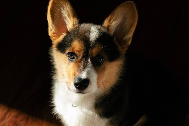 Photo Welsh Corgi Cardigan