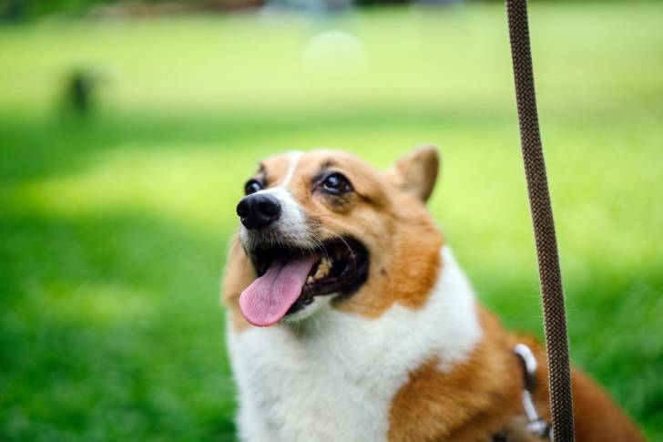 Photo Welsh Corgi Cardigan