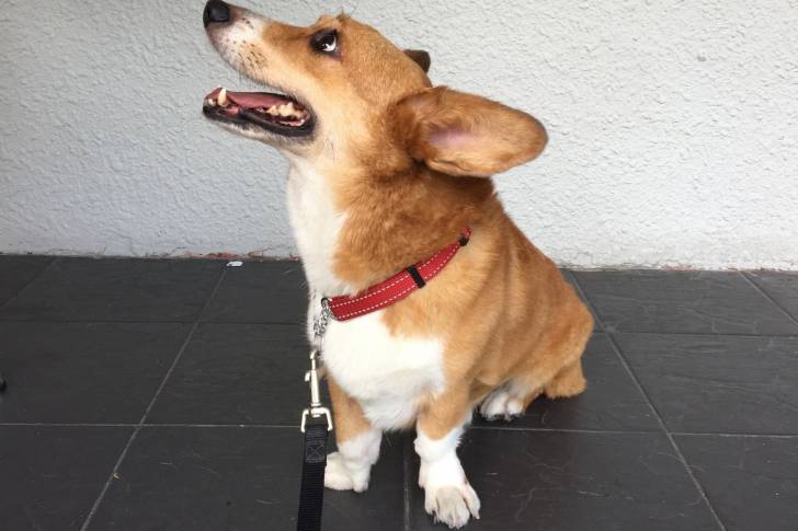Photo Welsh Corgi Cardigan