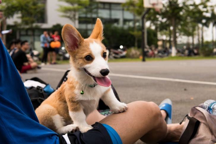 Photo Welsh Corgi Cardigan