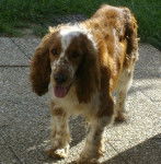 Berty - Springer Gallois Mâle (6 ans)