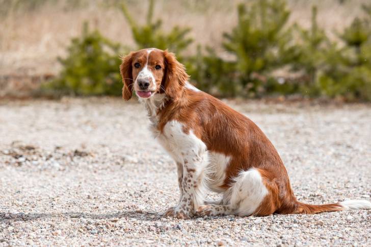 Photo Springer Gallois