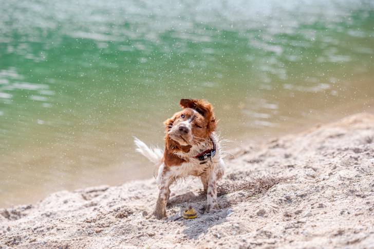 Photo Springer Gallois