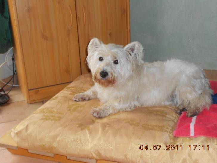 winnie - West Highland White terrier Mâle (10 ans)