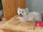 winnie - West Highland White Terrier Mâle (10 ans)
