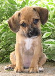 holly - Puggle (11 mois)