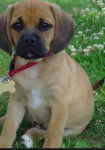 Pugly - Puggle Mâle (8 mois)