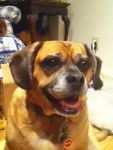 Tonka - Puggle Mâle (9 ans)
